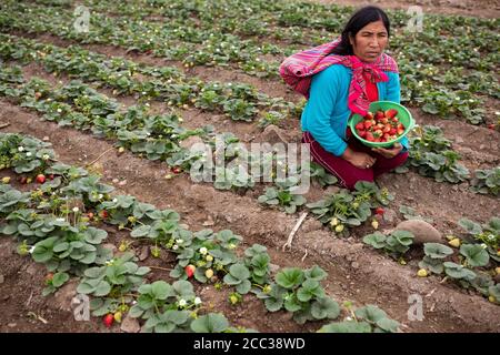 Ritratto di un coltivatore di fragole che tiene un cesto di fresco-raccolto Foto Stock