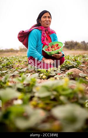 Ritratto di un coltivatore di fragole che tiene un cesto di fresco-raccolto Foto Stock