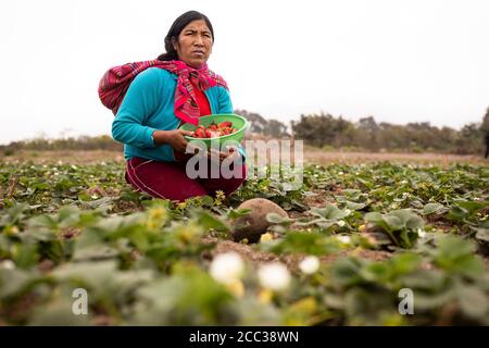 Ritratto di un coltivatore di fragole che tiene un cesto di fresco-raccolto Foto Stock