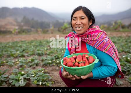Ritratto di un coltivatore di fragole che tiene un cesto di fresco-raccolto Foto Stock