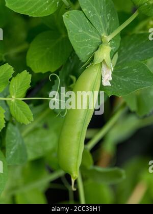 Verdure, Un pod verde di pisello di Snap del miele e foglie che crescono sulla vite in un giardino domestico frondoso della cucina, Australia Foto Stock