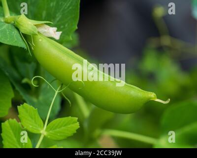 Verdure, Una cialda di piselli e graziosi tendini che crescono sulla vite in un orto verdeggiante della cucina domestica Foto Stock