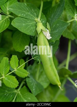 Verdure, Un miele verde Pea Pea Pea di Snap che cresce sulla vite in un giardino di cucina domestica frondoso, Australia Foto Stock