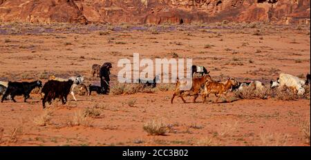 Wadi Rum, Giordania 03/31/2010: Una donna beduina anziana, vestita tradizionalmente, cammina con un gregge di capre sulle sabbie del deserto di Wadi Rum. L'animale Foto Stock