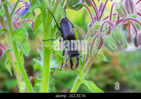 primo piano foto di grande femmina stag-beetle sui fiori. Foto Stock