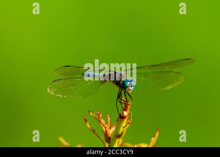 Un'immagine isolata ravvicinata di una vivace libellula blu dasher (Pachypdipax longipennis) su un bastone. Questa foto della vista laterale mostra i gradienti di colore Foto Stock