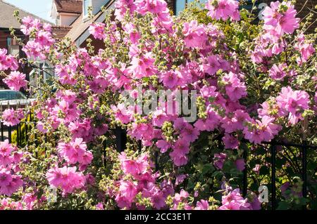 Primo piano di un grande arbusto Lavatera Rosea Mallow che cresce attraverso ringhiere di ferro a bordo strada. Un cespuglio perenne deciduo che ha fiori rosa in estate Foto Stock