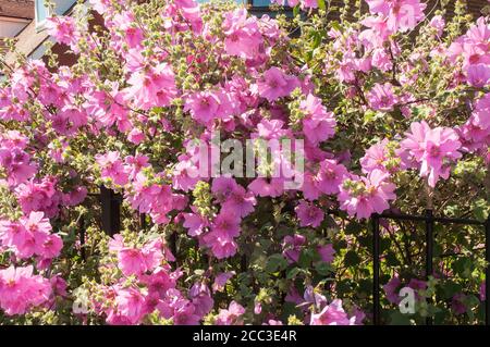 Primo piano di un grande arbusto Lavatera Rosea Mallow che cresce attraverso ringhiere di ferro a bordo strada. Un cespuglio perenne deciduo che ha fiori rosa in estate Foto Stock