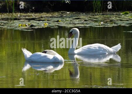 Mute Swan e giovani in paludi in estate Foto Stock