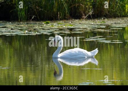 Mute Swan e giovani in paludi in estate Foto Stock