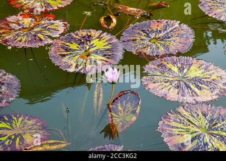 Una vista ravvicinata dei ninfei d'acqua ninfea Tanzanite galleggianti sulla superficie dell'acqua in uno stagno. I cuscinetti per giglio hanno motivi a strisce di colore vivace Foto Stock