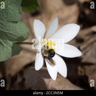 Grande ape mineraria, Andrena sp., su Bloodroot, Sanguinaria canadensis, fiore selvatico primaverile Foto Stock