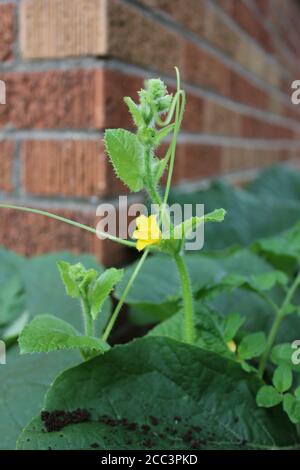 Giardinaggio urbano biologico del cortile di un bel fiore giallo di cetriolo cresciuto dai locavores nella città di Chicago. Foto Stock