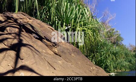 Tartaruga che cattura il Golfo (Elseya lavarackorum) ben mimetizzata sulla roccia mentre si crogiola al sole, Boodjamulla (Lawn Hill) National Park, Outback Queenslan Foto Stock