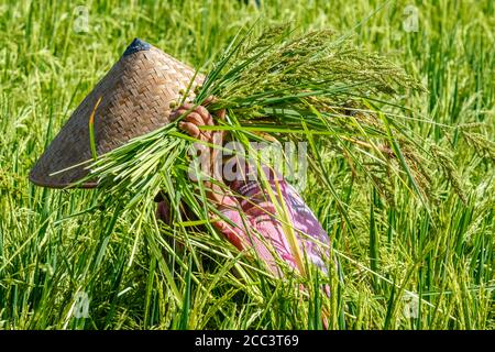 Donna balinese in un cappello conico tradizionale che raccoglie riso su un campo di risaie. Bali, Indonesia. Nessuna faccia. Foto Stock