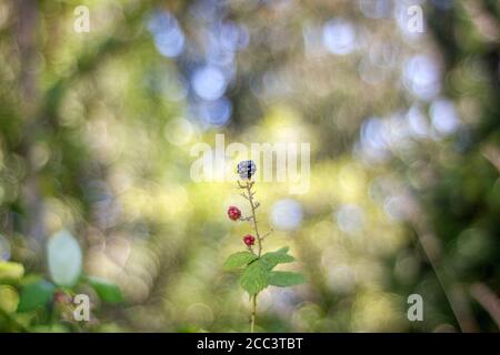 Bacche nere isolate dallo sfondo e bokeh molto insolito - bolle vorticose. Immagine acquisita con obiettivo vintage - Meyer-Optic Gorlitz Primoplan 58 mm. Foto Stock