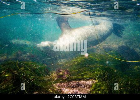 Un leone californiano adulto (Zalophus californianus) che nuota appena sotto la superficie a la Jolla Cove, San Diego, California. Foto Stock