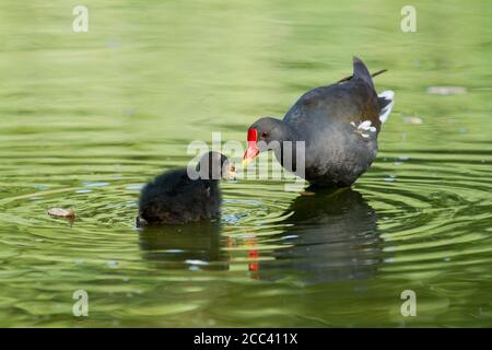 Colpo di closeup di un uccello madre chiamato alimentazione comune Moorhen il suo pulcino su uno stagno Foto Stock