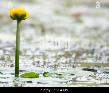 18 agosto 2020, bassa Sassonia, Hannover: Gigli d'acqua gialli fioriscono negli stagni di ghiaia Rickling. Foto: Hilal Zcan/dpa Foto Stock