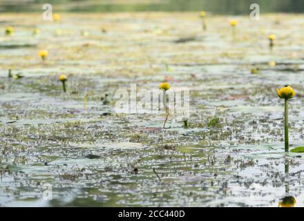 18 agosto 2020, bassa Sassonia, Hannover: Gigli d'acqua gialli fioriscono negli stagni di ghiaia Rickling. Foto: Hilal Zcan/dpa Foto Stock