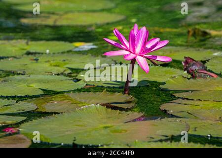 Ninfee d'acqua / ninfee d'acqua rosa (Ninfea ampla) in fiore sul fiume Dulce / Rio Dulce, Izabal, Guatemala, America Centrale Foto Stock