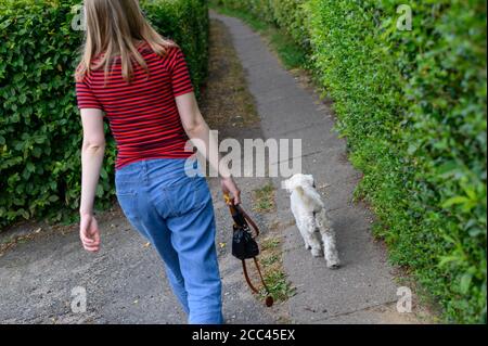 18 agosto 2020, Amburgo: Una giovane donna va a fare una passeggiata sul marciapiede con il suo Havanese. Esercizio sufficiente, mancanza di mantenimento della catena e divieto di mostrare animali con determinate caratteristiche - con norme più severe il Ministero federale dell'agricoltura vuole garantire la conservazione dei cani in modo specie appropriato. Gli attivisti del benessere degli animali e i proprietari di cani gradiscono l'iniziativa - anche l'obbligo previsto di garantire il cane almeno due volte al giorno per un totale di almeno un'ora di esercizio all'aperto fuori di un allevamento. La misura è stata commentata nei social media come un "dovere di escursionista" in parte maliziosamente. Foto: Jon Foto Stock