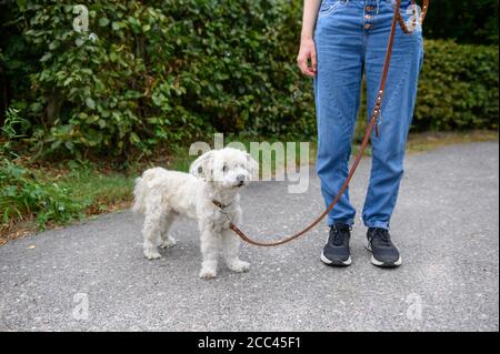 18 agosto 2020, Amburgo: Una giovane donna va a fare una passeggiata sul marciapiede con il suo Havanese al guinzaglio. Esercizio sufficiente, mancanza di mantenimento della catena e divieto di mostrare animali con determinate caratteristiche - con norme più severe il Ministero federale dell'agricoltura vuole garantire la conservazione dei cani in modo specie appropriato. Gli attivisti del benessere degli animali e i proprietari di cani gradiscono l'iniziativa - anche l'obbligo previsto di garantire il cane almeno due volte al giorno per un totale di almeno un'ora di esercizio all'aperto fuori di un allevamento. La misura è stata commentata nei social media come un "dovere di escursionista" in parte maliziosamente. Foto Stock