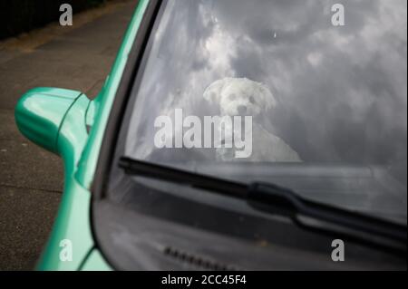 18 agosto 2020, Amburgo: Un uomo Havanese siede sul sedile passeggero di un'auto. Esercizio sufficiente, mancanza di mantenimento della catena e divieto di mostrare animali con determinate caratteristiche - con norme più severe il Ministero federale dell'agricoltura vuole garantire la conservazione dei cani in modo specie appropriato. Gli attivisti del benessere degli animali e i proprietari di cani gradiscono l'iniziativa - anche l'obbligo previsto di garantire il cane almeno due volte al giorno per un totale di almeno un'ora di esercizio all'aperto fuori di un allevamento. La misura è stata commentata nei social media come un "dovere di escursionista" in parte maliziosamente. Foto: Jonas Walzberg Foto Stock