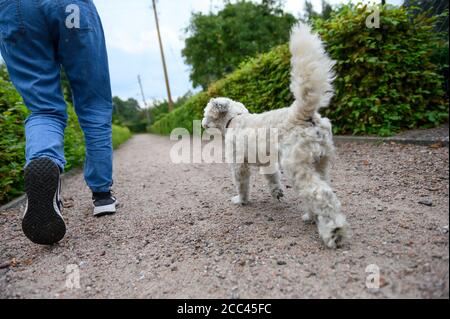 18 agosto 2020, Amburgo: Una giovane donna va a fare una passeggiata sul marciapiede con il suo Havanese. Esercizio sufficiente, mancanza di mantenimento della catena e divieto di mostrare animali con determinate caratteristiche - con norme più severe il Ministero federale dell'agricoltura vuole garantire la conservazione dei cani in modo specie appropriato. Gli attivisti del benessere degli animali e i proprietari di cani gradiscono l'iniziativa - anche l'obbligo previsto di garantire il cane almeno due volte al giorno per un totale di almeno un'ora di esercizio all'aperto fuori di un allevamento. La misura è stata commentata nei social media come un "dovere di escursionista" in parte maliziosamente. Foto: Jon Foto Stock