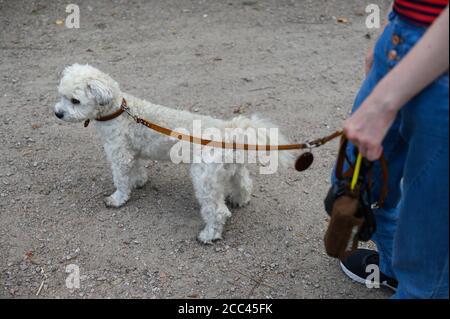 18 agosto 2020, Amburgo: Una giovane donna si erge su un marciapiede con il suo Havanese al guinzaglio. Esercizio sufficiente, mancanza di mantenimento della catena e divieto di mostrare animali con determinate caratteristiche - con norme più severe il Ministero federale dell'agricoltura vuole garantire un allevamento di cani appropriato per le specie. Gli attivisti del benessere degli animali e i proprietari di cani gradiscono l'iniziativa - anche l'obbligo previsto di garantire il cane almeno due volte al giorno per un totale di almeno un'ora di esercizio all'aperto fuori di un allevamento. La misura è stata commentata nei social media come un "dovere di escursionista" in parte maliziosamente. Foto: Foto Stock