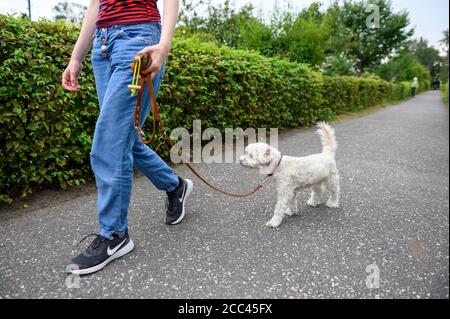 18 agosto 2020, Amburgo: Una giovane donna va a fare una passeggiata sul marciapiede con il suo Havanese al guinzaglio. Esercizio sufficiente, mancanza di mantenimento della catena e divieto di mostrare animali con determinate caratteristiche - con norme più severe il Ministero federale dell'agricoltura vuole garantire la conservazione dei cani in modo specie appropriato. Gli attivisti del benessere degli animali e i proprietari di cani gradiscono l'iniziativa - anche l'obbligo previsto di garantire il cane almeno due volte al giorno per un totale di almeno un'ora di esercizio all'aperto fuori di un allevamento. La misura è stata commentata nei social media come un "dovere di escursionista" in parte maliziosamente. Foto Stock