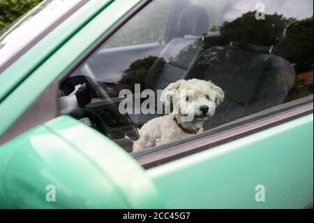 18 agosto 2020, Amburgo: Un uomo Havanese si siede sul sedile del conducente di un'auto e guarda fuori dal finestrino. Esercizio sufficiente, mancanza di mantenimento della catena e divieto di mostrare animali con determinate caratteristiche - con norme più severe il Ministero federale dell'agricoltura vuole garantire la conservazione dei cani in modo specie appropriato. Gli attivisti del benessere degli animali e i proprietari di cani gradiscono l'iniziativa - anche l'obbligo previsto di garantire il cane almeno due volte al giorno per un totale di almeno un'ora di esercizio all'aperto fuori di un allevamento. La misura è stata commentata nei social media come un "dovere di scuotipaglia" in parte maliziosa Foto Stock