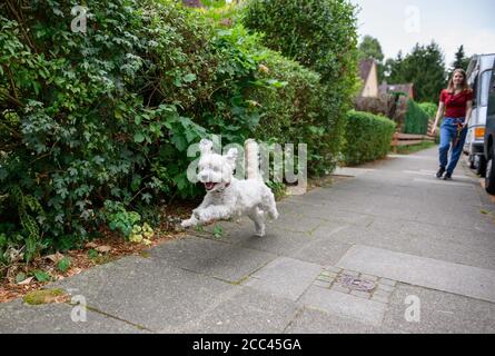 18 agosto 2020, Amburgo: Una giovane donna va a fare una passeggiata sul marciapiede con il suo Havanese. Esercizio sufficiente, mancanza di mantenimento della catena e divieto di mostrare animali con determinate caratteristiche - con norme più severe il Ministero federale dell'agricoltura vuole garantire la conservazione dei cani in modo specie appropriato. Gli attivisti del benessere degli animali e i proprietari di cani gradiscono l'iniziativa - anche l'obbligo previsto di garantire il cane almeno due volte al giorno per un totale di almeno un'ora di esercizio all'aperto fuori di un allevamento. La misura è stata commentata nei social media come un "dovere di escursionista" in parte maliziosamente. Foto: Jon Foto Stock