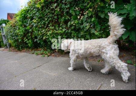 18 agosto 2020, Amburgo: Un uomo Havanese cammina su un marciapiede lungo un cespuglio. Esercizio sufficiente, mancanza di mantenimento della catena e divieto di mostrare animali con determinate caratteristiche - con norme più severe il Ministero federale dell'agricoltura vuole garantire la conservazione dei cani in modo specie appropriato. Gli attivisti del benessere degli animali e i proprietari di cani gradiscono l'iniziativa - anche l'obbligo previsto di garantire il cane almeno due volte al giorno per un totale di almeno un'ora di esercizio all'aperto fuori di un allevamento. La misura è stata commentata nei social media come un "dovere di escursionista" in parte maliziosamente. Foto: Jonas Walzberg/dp Foto Stock