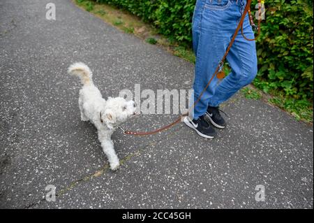 18 agosto 2020, Amburgo: Una giovane donna va a fare una passeggiata sul marciapiede con il suo Havanese al guinzaglio. Esercizio sufficiente, mancanza di mantenimento della catena e divieto di mostrare animali con determinate caratteristiche - con norme più severe il Ministero federale dell'agricoltura vuole garantire la conservazione dei cani in modo specie appropriato. Gli attivisti del benessere degli animali e i proprietari di cani gradiscono l'iniziativa - anche l'obbligo previsto di garantire il cane almeno due volte al giorno per un totale di almeno un'ora di esercizio all'aperto fuori di un allevamento. La misura è stata commentata nei social media come un "dovere di escursionista" in parte maliziosamente. Foto Stock