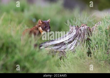 Pineta Marten (Martes Martes) alla luce del giorno in pineta scozzese Foto Stock