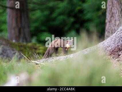 Pineta Marten (Martes Martes) alla luce del giorno in pineta scozzese Foto Stock