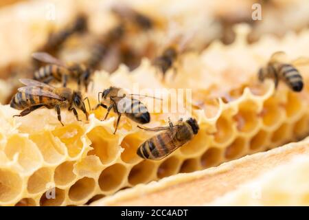 Primo piano di Bees su Beeswax Honeycomb in Hive Foto Stock