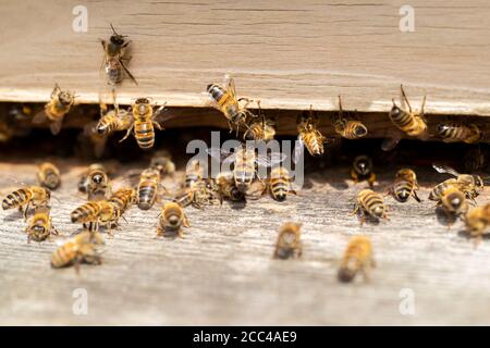 Gruppo di api all'esterno dell'ingresso all'Hive Foto Stock