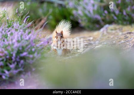 Scoiattolo rosso (Scuirus vulgaris) seduto nel gap tra grumi di erica fiorente Foto Stock