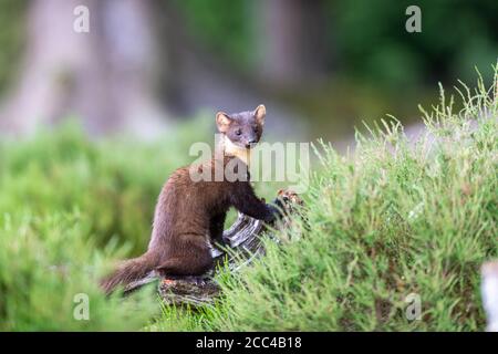 Pineta Marten (Martes Martes) alla luce del giorno in pineta scozzese Foto Stock