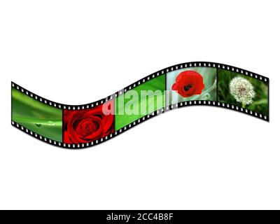 Serie di immagini della natura su un film negativo, su uno sfondo bianco Foto Stock