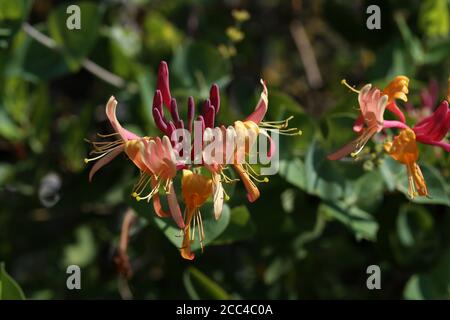 Fiori di viti perenni clematis nel giardino Foto Stock
