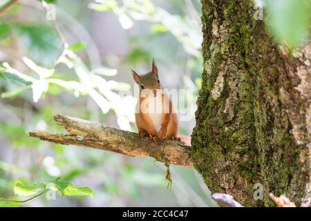 Gattino rosso scoiattolo (Scuirus vulgaris) con le ciuffe auricolari che si siedono sul ramo guardando in avanti Foto Stock
