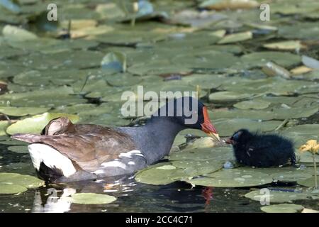 Un bambino di moorhen, Gallinula, in piedi su un cuscinetto di giglio e guardando la sua madre nel canale di Basingstoke, Woking Foto Stock