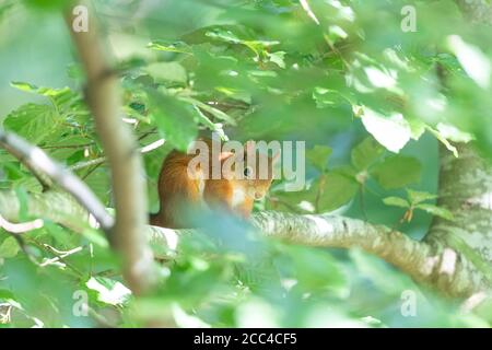 Scoiattolo rosso (Scuirus vulagaris) seduto sul ramo in faggio peaking attraverso le foglie Foto Stock