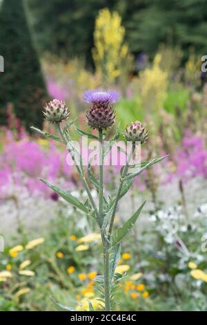 Cynara scolymus. Globo fiore di carciofo in un giardino. Foto Stock