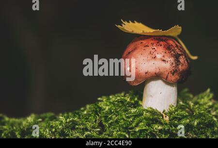 Macro shot di boletus arancione commestibile. Leccinum aurantiacum. Foto Stock