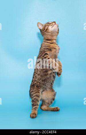 Bel gattino grigio si erge sulle gambe posteriori su un sfondo blu Foto Stock