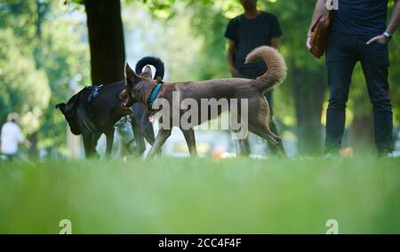 Berlino, Germania. 19 agosto 2020. I proprietari di cani hanno lasciato giocare insieme i loro cani a Monbijoupark. Run-out garantito, tempo di cura sufficiente per i cuccioli: Il Ministro federale dell'agricoltura Klöckner (CDU) vuole emanare norme più severe per i trasporti di animali e gli allevatori di cani. Le associazioni per la protezione degli animali e i proprietari di cani accolgono con favore il movimento in linea di principio. Per alcuni, tuttavia, potrebbe andare oltre. Credit: Annette Riedl/dpa/Alamy Live News Foto Stock